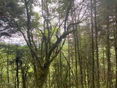 -硗碛藏寨·神木垒景区