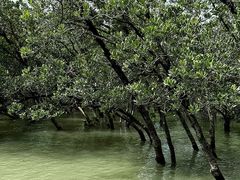 -宝安西湾红树林湿地公园