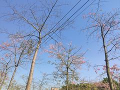 -广东花都香草世界旅游度假区