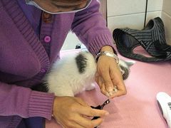 -北京观赏动物医院·24小时大型综合·猫专科·异宠专科