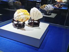 -贝壳王国博物馆