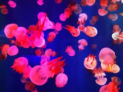 -成都浩海立方海洋公园