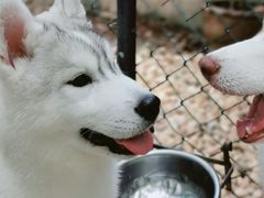 -TrueLove @ Neverland (Husky Cafe)