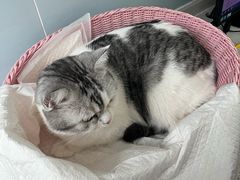 -纳吉亚猫专科动物医院·北北分院