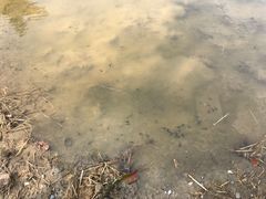 -田园东方蜜桃村的田野营地
