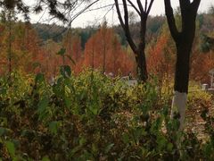 -北宫国家森林公园