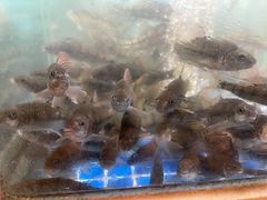 -头上红煨盐鸡·非遗院子餐厅