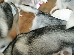 -Husky Go! 哈士奇体验馆·宠物咖啡厅狗咖