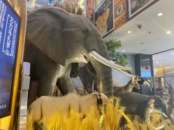 -卡通尼·Safari非洲探索乐园·生日会(金桥国际商业广场店)