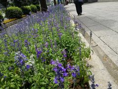 -大洋晶典(东街店)