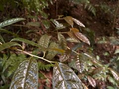 -南宁良凤江国家森林公园