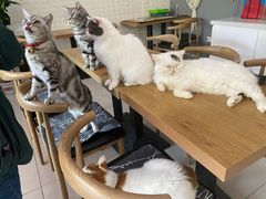 -平行世界·猫咖(首经贸店)