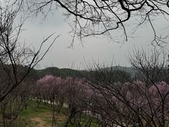 -无锡梅园公园