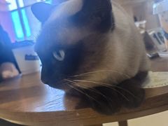 -藏猫猫咖啡主题馆(中央大道店)