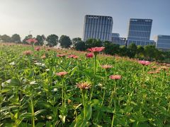 -映月湖中央公园
