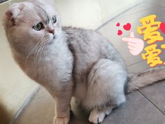-飞行喵MR PILOT|猫舍·猫咖(静安大融城店)