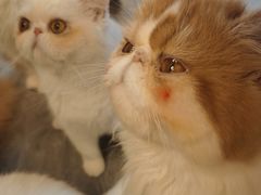 -More Fun猫咖 二十只万元加菲主题