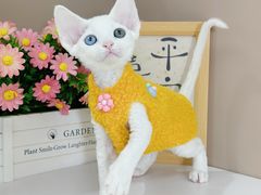 -小猫来了·猫舍(红山六九七九店)