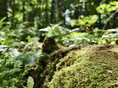 -五营红松林海景区