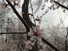 -桃花堤公园