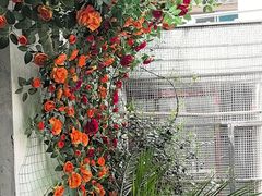 -观桥阁(锦溪店)