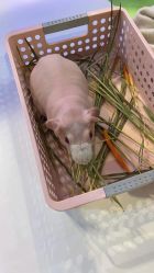 -Moni星球萌宠·小马宝莉·灵蛇·高端高阶全萌宠互动体验俱乐部(红豆国际广场店)