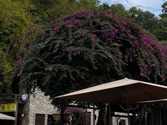 -鹅滋道(甘坑古镇店)