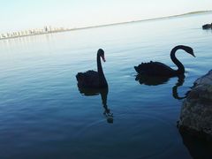 -天津东丽湖风景区