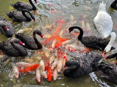 -艾溪湖湿地公园