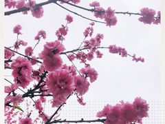 -秀丽东方
