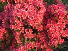 -金陵花卉交易市场