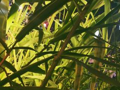 -胡桃里乐队酒馆(鎏嘉码头店)