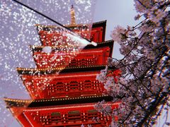 -武汉大学-樱园