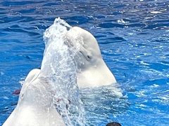 -海合安成都极地海洋公园