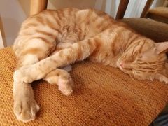 -滚猫咖啡·猫咖·猫友好撸猫(未来城店)