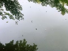 -嘉定紫藤园