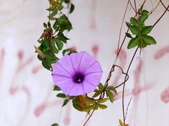 -火炉山森林公园