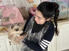-糯米喵星人总部直营旗舰店·猫舍·幼猫出售