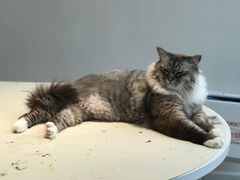 -怪兽屋·羊驼·猫咖·狗咖(俊华广场店)