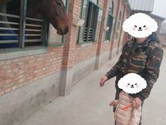 -北京群众马术培训基地