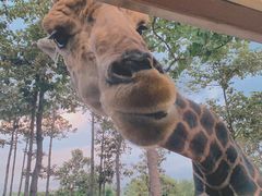 -清迈夜间动物园