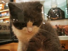 -袖虎·猫馆(体育西路店)