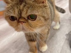 -BABIT巴比特宠物(MOMOPARK店)