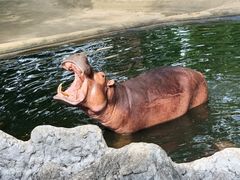 -清迈夜间动物园