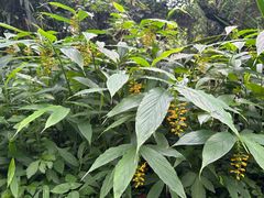 -广西壮族自治区药用植物园