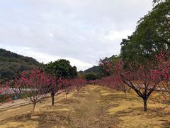 -南国桃园旅游度假区