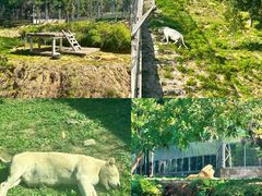 -石家庄市动物园