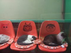 -猫咪博物馆(顶澳仔猫街店)