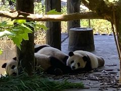 -中国大熊猫保护研究中心雅安碧峰峡基地