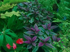 -国家植物园南园